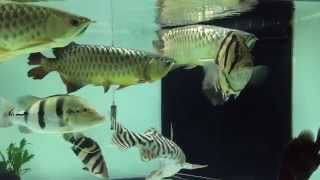 Arowana and Tiger Fish Tank 龙鱼， 泰虎，印尼虎鱼。 [upl. by Donella]