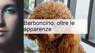 Barboncino carattere aspetto altezza prezzo [upl. by Fachini]