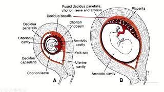 Decidua Differentiation A Comprehensive Guide to Basalis Capsularis and Parietalis [upl. by Einnaej]