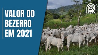 Preço do bezerro cairá no primeiro trimestre de 2021 Veja tendência [upl. by Yrod]