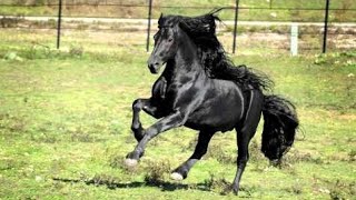 WORLD FAMOUS FRIESIAN STALLION [upl. by Neelhsa977]