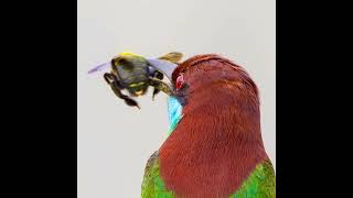 Bluethroated beeeater [upl. by Currier]