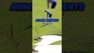 Top 13 Best Animal Moments in Pro Golf  Part 2 [upl. by Ellehcer610]