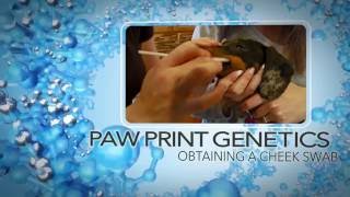 Paw Print Genetics  Swabbing Instructions  2016 [upl. by Nnaear]