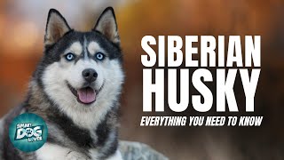 Siberian Husky Dogs 101 Everything You Need To Know [upl. by Gibe]