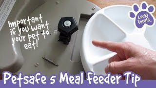 Important Petsafe 5 Meal Feeder Automatic Cat Feeder Tip [upl. by Aenert828]