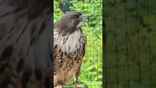 Redtailed Hawks have a powerful raspy scream NatureSounds BirdsofPrey DidYouKnow [upl. by Annah260]