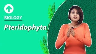 Pteridophyta  Diversity In Living Organisms  Biology  Class 9 [upl. by Zeculon]