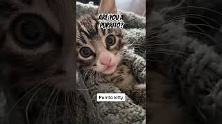 Kitten playing cat babyanimals youtubeshorts kitten catification en [upl. by Nnylanna]