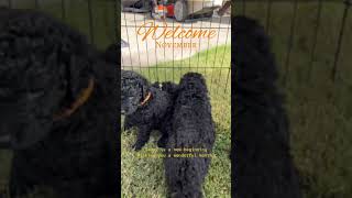 Welcome November 🍁 dog puppy curlycoatedretriever doglover puppies dogs pets november [upl. by Rifkin]