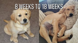 Life With A Golden Retriever  Puppy From 8 Weeks To 18 Weeks [upl. by Kerns]