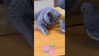 Funny video Parrot Vs Cat 🎊 💕♥️ [upl. by Animsay]