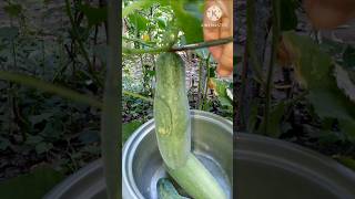 Harvesting cutting cucumber shorts harvesting satisfyingvideo cuttingsmr [upl. by Lorrimor]