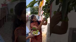 மணி பழமா🤔 Water Apple 🍐 Bell Fruit  சாம்பக்காய்  ஜாம்பக்காய் suvaiyosuvai allwinjilly shorts [upl. by Khai30]