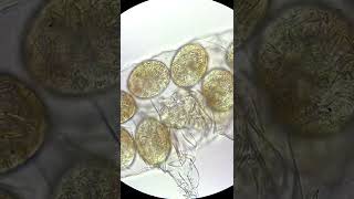 Tardigrades hatching under the microscope [upl. by Berenice]