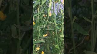 Crotalaria Juncea shorts youtubeshorts [upl. by Eon]