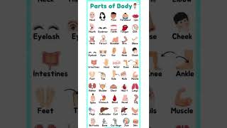 Parts of the Body  Learn Body Parts in English  shorts english [upl. by Adiaj]