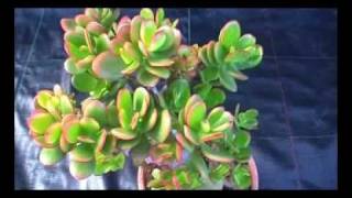 Crassulaceae Crassula portulacea summerset [upl. by Mcnamee]