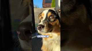 Azurs journey 💙 australianshepherd puppy emotional [upl. by Juliano]