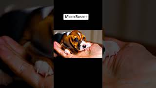 The Micro Basset on a Hand Puppy puppies [upl. by Reiss]