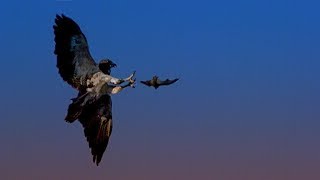 Hunting Bats with a Red Tailed Hawk  BBC Earth [upl. by Ilrebma524]