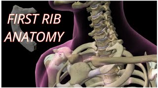 First rib anatomy mbbs medicos anatomy medicalstudent [upl. by Harle585]