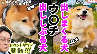 【犬びよりプラス】カウントダウンやで。【柴犬スティーブ白書】 [upl. by Caitrin]