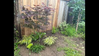 This Week in the Garden Daylilies Budding and Lavender Pruned Back S2E24 [upl. by Beauvais870]