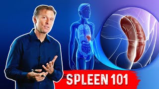 What Does The Spleen Do – DrBerg Explains Spleen Function [upl. by Russo737]