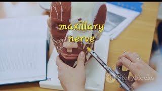 maxillary nerve [upl. by Knarf]