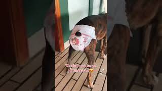 ‼️😳Mi perrita Perla usando pañal 🙈🐶😍‼️ [upl. by Audsley]