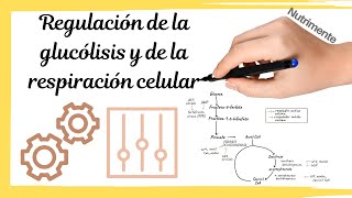 REGULACIÓN de la GLUCÓLISIS y la RESPIRACIÓN CELULAR [upl. by Takeo]