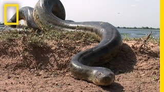 5 Grown Men Vs 1 Big Snake  National Geographic [upl. by Iek]