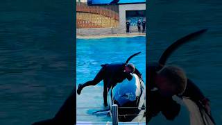 Orca encounter Seaworld super cute killer whale 🐳 viral video shorts youtube youtubeshorts [upl. by Acassej]