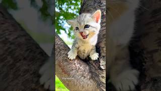 Cute kittens meowing 😍😍😍😍 [upl. by Flemings811]