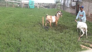 Best Moment Big Young Anglo Nubian Goat at Aydeen farming  Best Big Young Goats [upl. by Ayana]