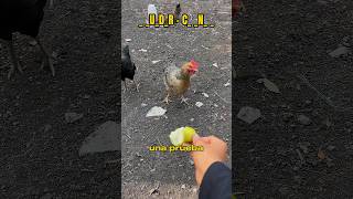 HIPNOTIZADOR de GALLINAS 🐓😂 [upl. by Ayamat]