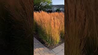 Calamagrostis Karl Foerster in August [upl. by Walworth]