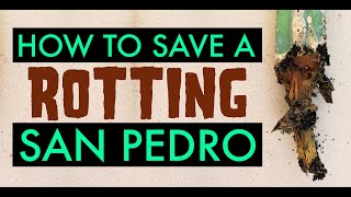 How to Save a Rotting San Pedro Cactus [upl. by Tnemelc147]