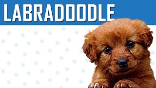 Labradoodle  A Complete Guide For Labrador Poodle Mix Owner [upl. by Rexfourd623]