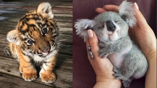 Cute Baby Animals Videos Compilation  Funny and Cute Moment of the Animals 14  Cutest Animals [upl. by Graaf]