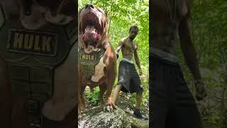 Rottweiler VS pitbull Doberman VS German shepherd [upl. by Belford]