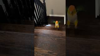 I made it up the stairs  caique caiques parrot parrots funnybird funnyparrot pets pets [upl. by Aynotahs]