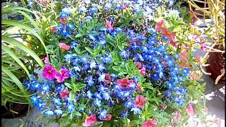 Lobelia and Calibrachoa mix  Container Gardening [upl. by Harlow293]