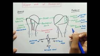 Upper end of Humerus [upl. by Rubetta687]