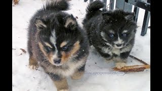 Pomskies Playing In The Snow [upl. by Moncear]