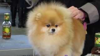 Pomeranian getting poofed at Westminster Dog Show [upl. by Bensen458]