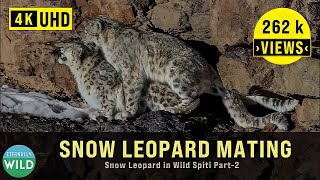 Snow Leopard  A Love Story in Wild Spiti [upl. by Dahcir]