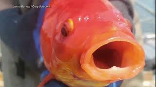 Unwanted Pets Giant goldfish found in waterways [upl. by Kantor]