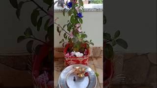 Tulsi 🌿🌹ka paudha ghar mein kis do Jagah Hona chahie [upl. by Pelagi]